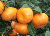 Mandarina (Aceite esencial)