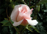 Rosa blanca (Aceite)